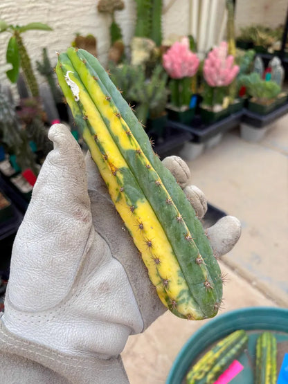 Variegated Cactus (Yellow) | Can be used for Grafting