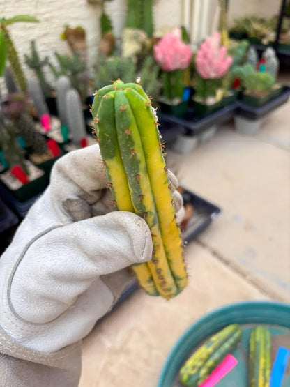 Variegated Cactus (Yellow) | Can be used for Grafting