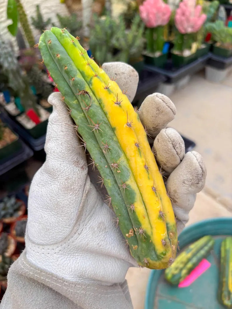 Variegated Cactus (Green) | Can be used for Grafting