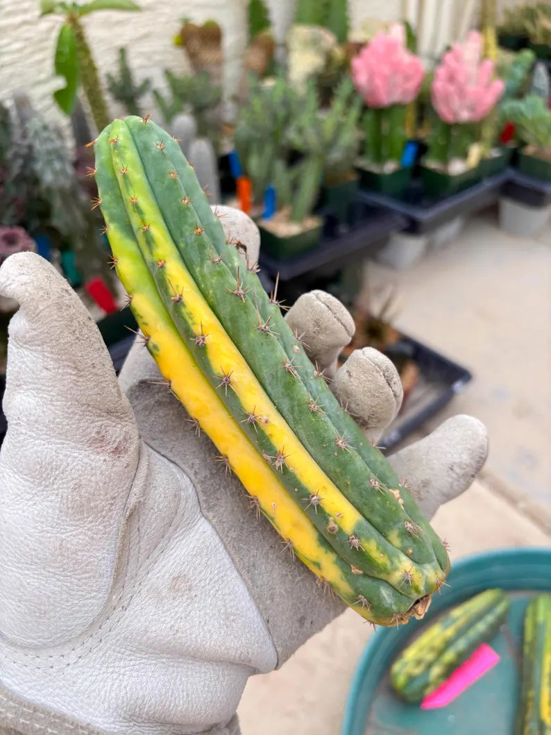 Variegated Cactus (Green) | Can be used for Grafting