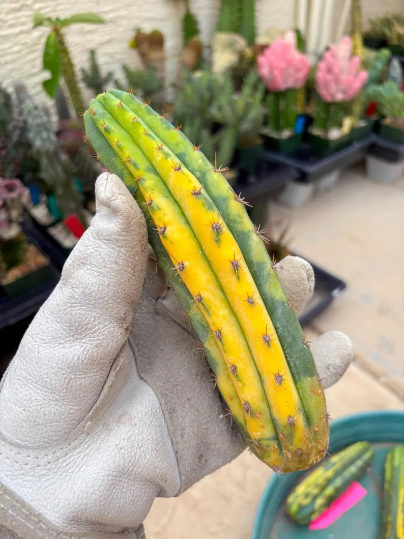 Variegated Cactus (Green) | Can be used for Grafting