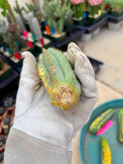 Variegated Cactus (Orange) | Can be used for Grafting