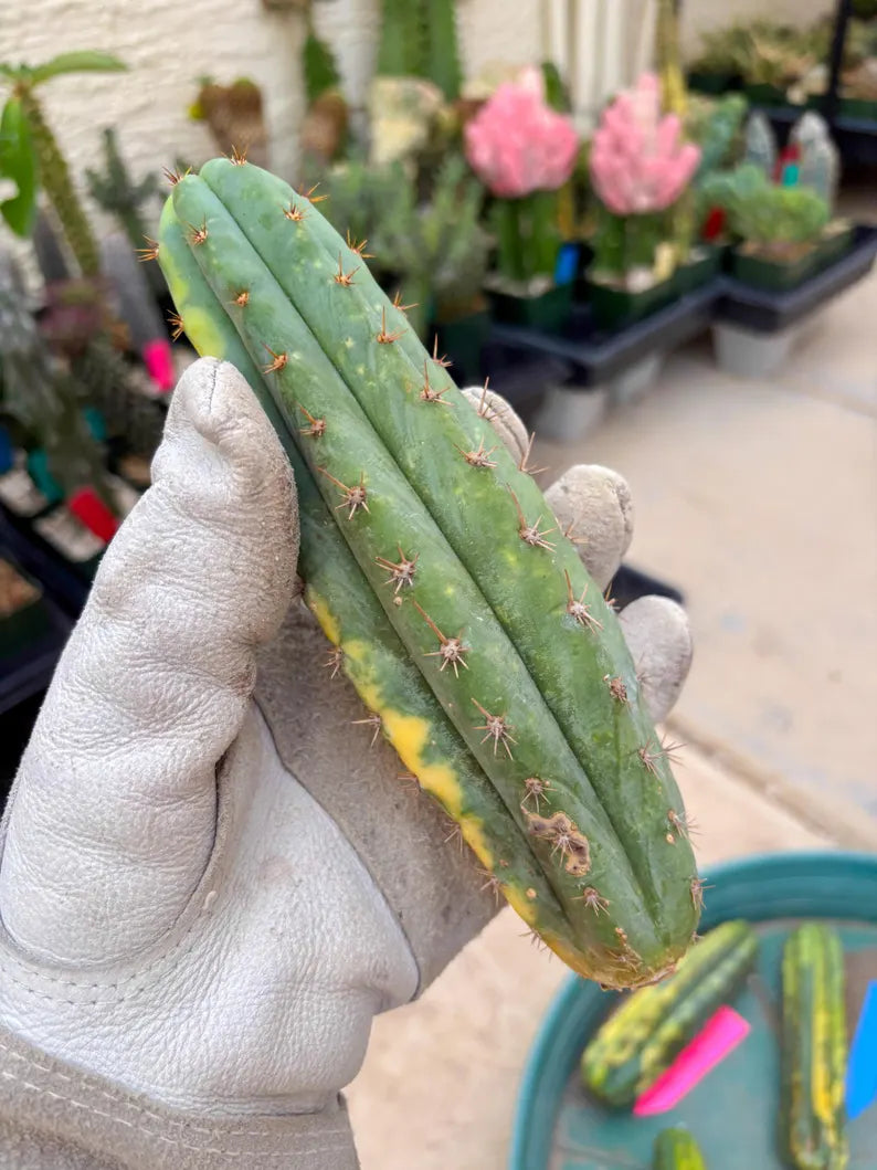Variegated Cactus (Orange) | Can be used for Grafting