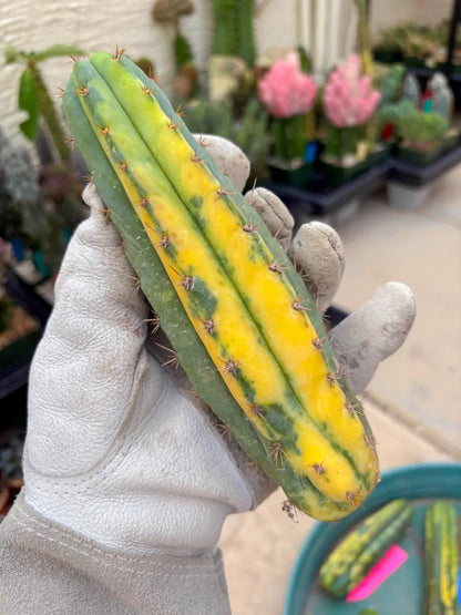 Variegated Cactus (Orange) | Can be used for Grafting