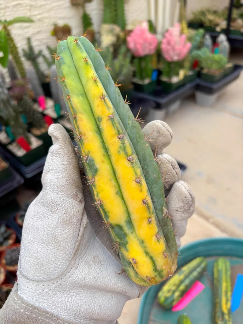 Variegated Cactus (Orange) | Can be used for Grafting