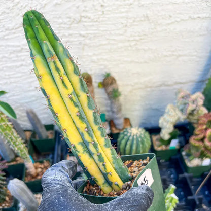 #5 Thick Cactus for Grafting Purposes (#5) | Imported