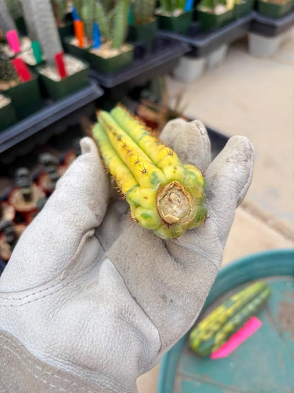 Variegated Cactus (BLUE) | Can be used for Grafting