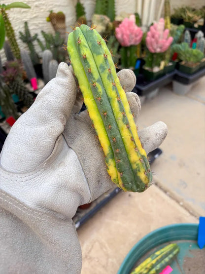 Variegated Cactus (BLUE) | Can be used for Grafting
