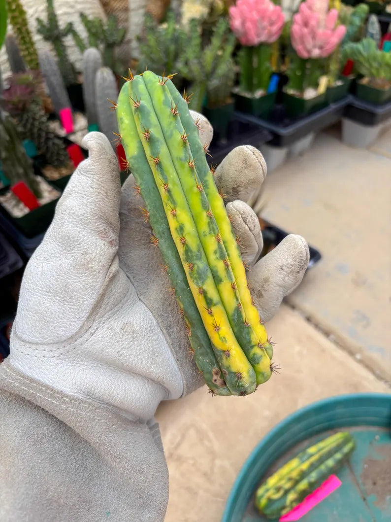 Variegated Cactus (BLUE) | Can be used for Grafting