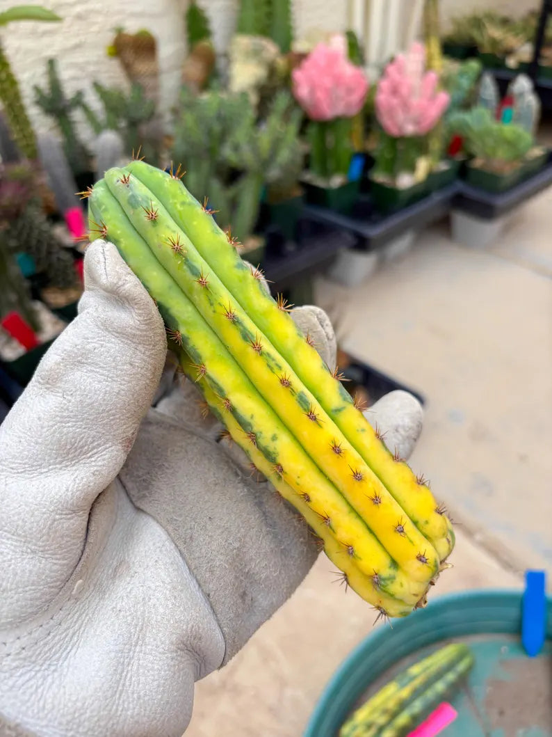 Variegated Cactus (BLUE) | Can be used for Grafting