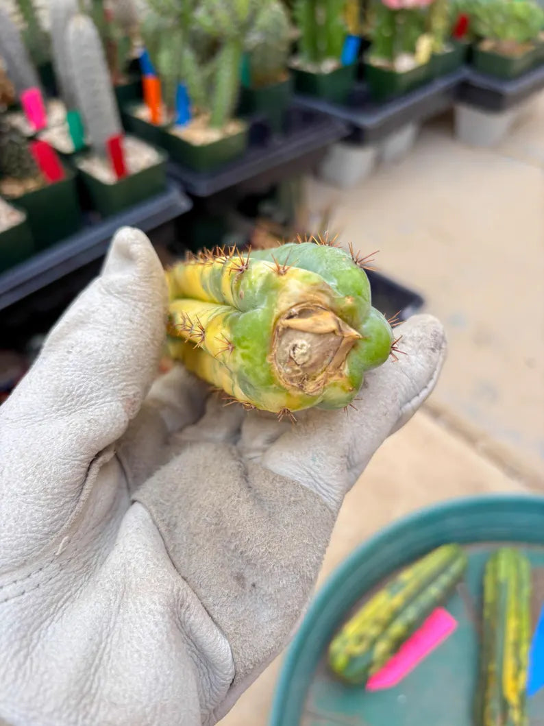 Variegated Cactus (Yellow) | Can be used for Grafting