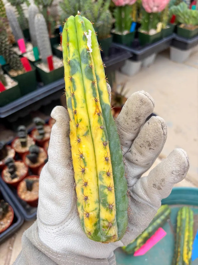 Variegated Cactus (Yellow) | Can be used for Grafting