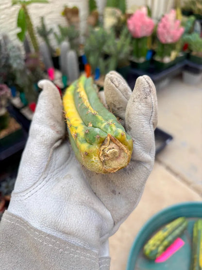 Variegated Cactus (Green) | Can be used for Grafting
