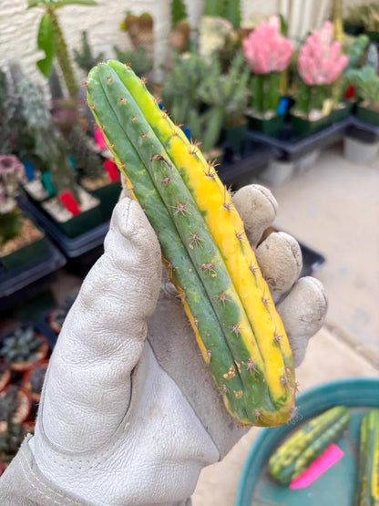 Variegated Cactus (Green) | Can be used for Grafting