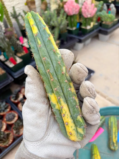 Variegated Cactus (RED) | Can be used for Grafting