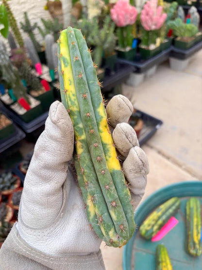 Variegated Cactus (RED) | Can be used for Grafting