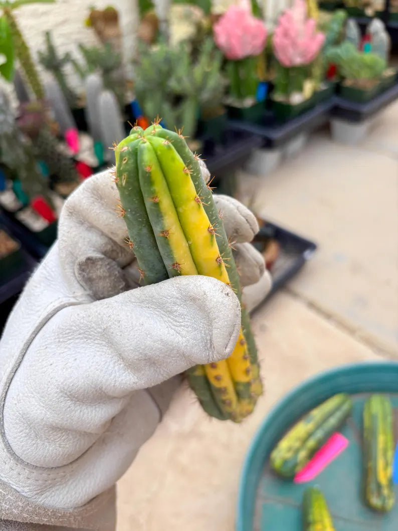 Variegated Cactus (RED) | Can be used for Grafting