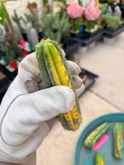 Variegated Cactus (RED) | Can be used for Grafting