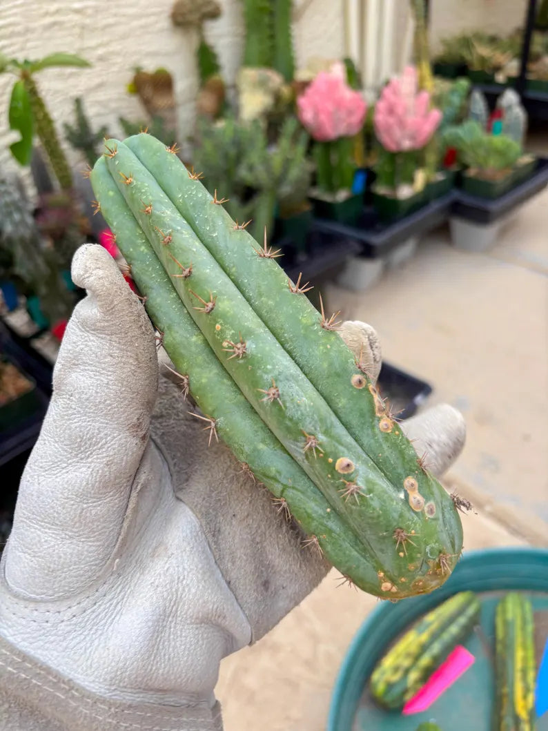 Variegated Cactus (Orange) | Can be used for Grafting
