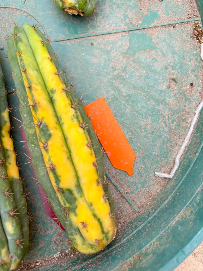 Variegated Cactus (Orange) | Can be used for Grafting