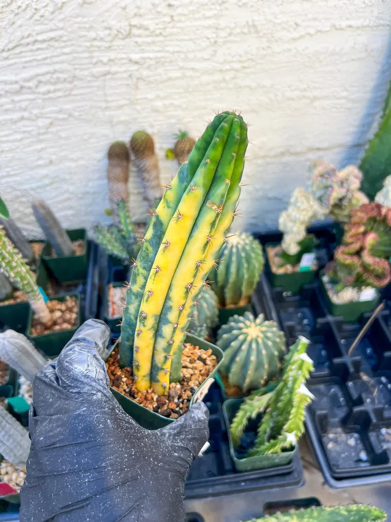 #5 Thick Cactus for Grafting Purposes (#5) | Imported