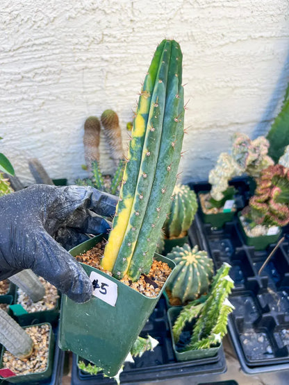 #5 Thick Cactus for Grafting Purposes (#5) | Imported
