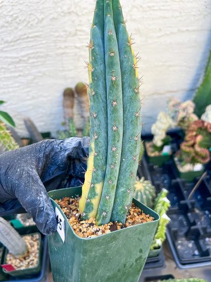 #5 Thick Cactus for Grafting Purposes (#5) | Imported
