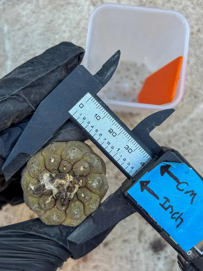 Lizard Skin Cactus (O) | Fully Rooted | Rare imported Cactus