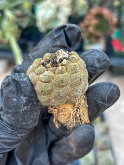 Lizard Skin Cactus (O) | Fully Rooted | Rare imported Cactus