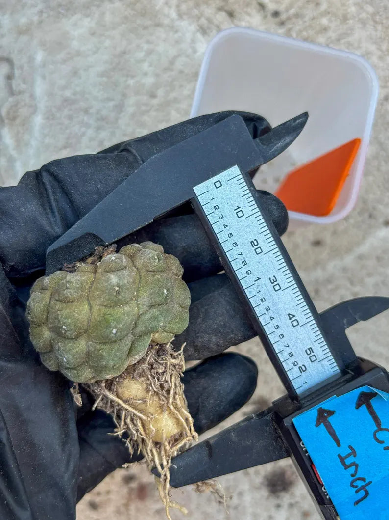 Lizard Skin Cactus (O) | Fully Rooted | Rare imported Cactus