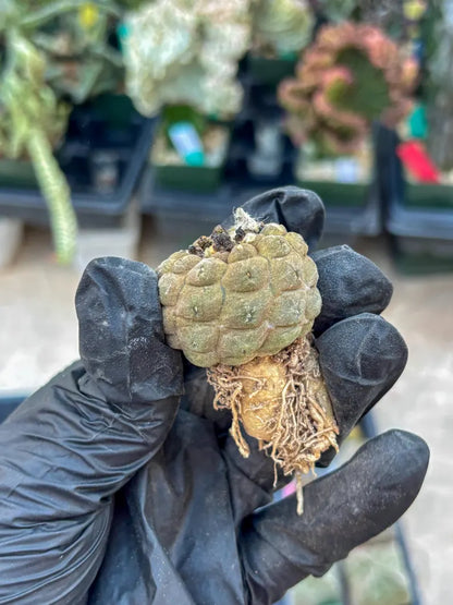 Lizard Skin Cactus (O) | Fully Rooted | Rare imported Cactus