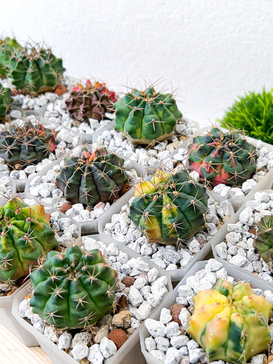 Gymnocalycium Anisitsii (#G101) | Rare Imported Cactus | Moon Cactus