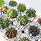 Gymnocalycium Anisitsii (#G101) | Rare Imported Cactus | Moon Cactus