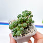 Tephrocactus Rossianus (#M64) | Drought-Tolerant | Rare Succulent Cactus Plants