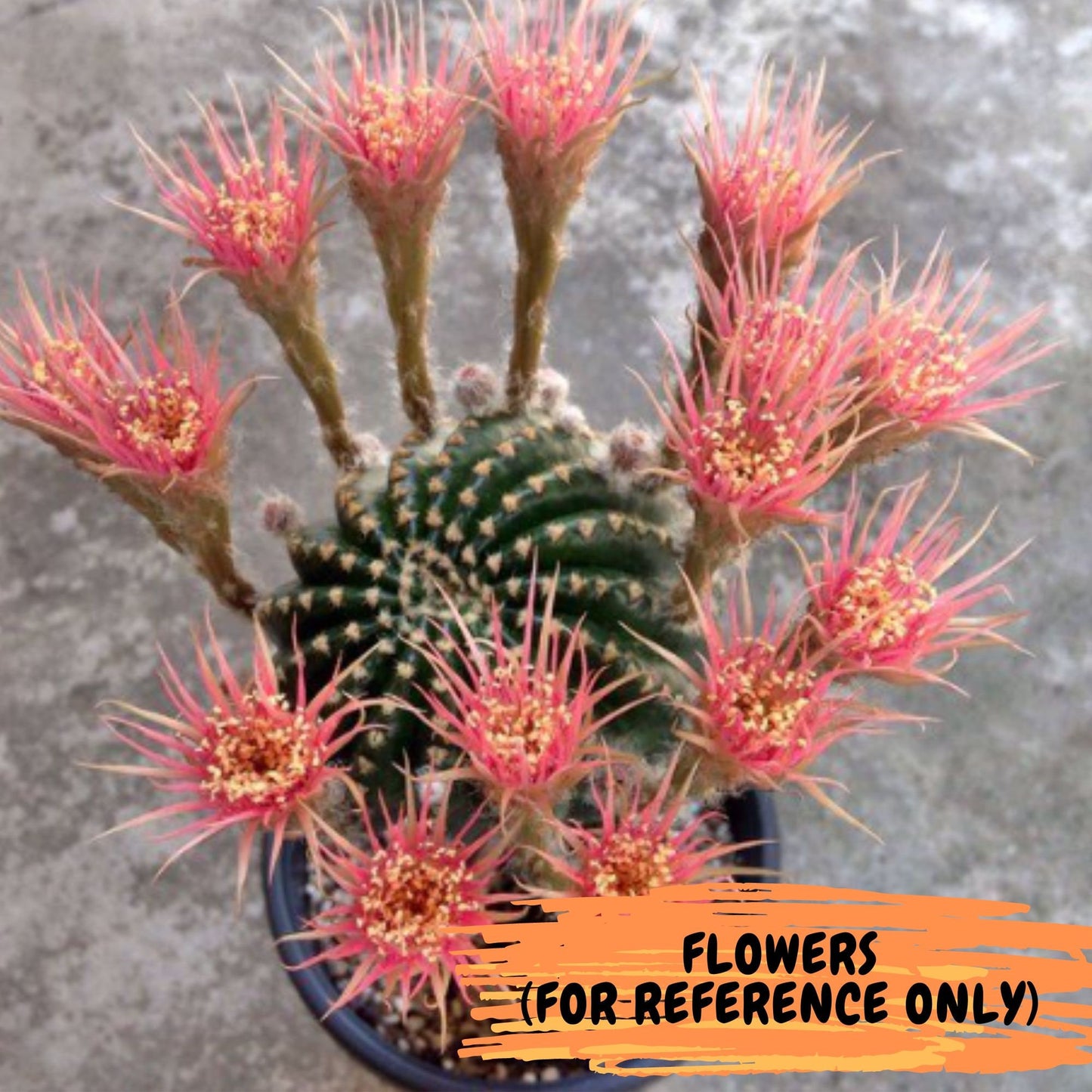 Lobivia Shinshowa Hybrid (#M4) | Echinopsis Hybrid | Flowering Cactus | Hybrid Cactus