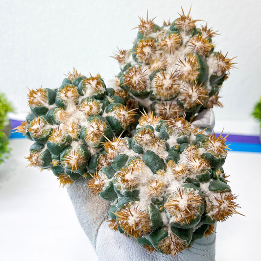 Coryphantha Elephantidens Thorn Crested | Clumping Cactus | Very Rare Import