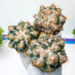 Coryphantha Elephantidens Thorn Crested | Imported Cactus | Rare Succulent