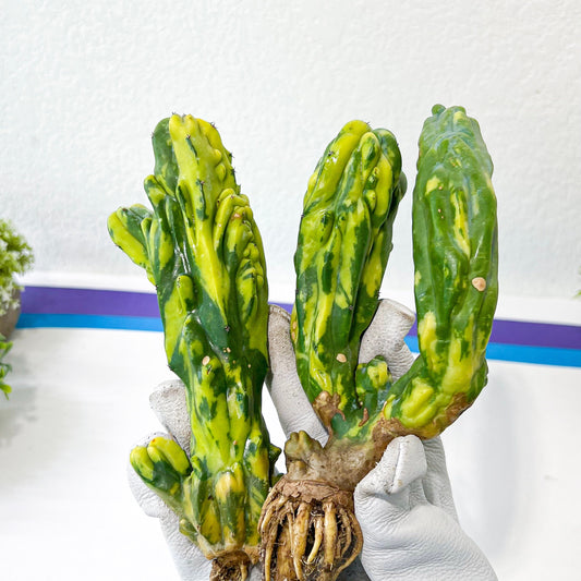 Myrtillocactus Geometrizans Fred variegated (M2) | Rare Cactus | Very Rare Import