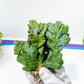 Myrtillocactus Geometrizans Crested var. Fred | Crested Blue Myrtle Cactus | Very Rare Import