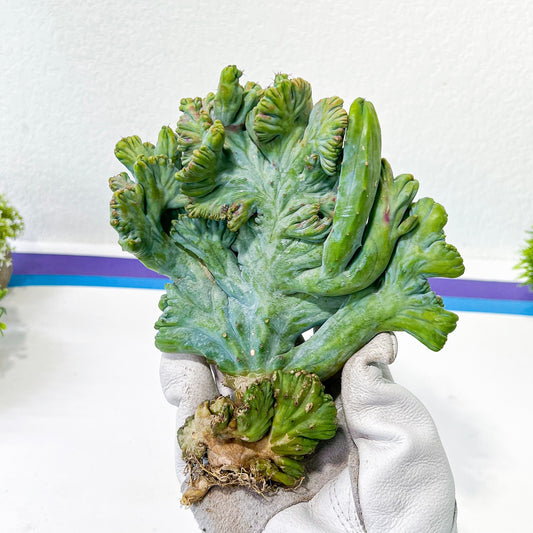Myrtillocactus Geometrizans Crested var. Fred | Crested Blue Myrtle Cactus | Very Rare Import