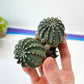 Lobivia Shinshowa Hybrid (#M4) | Echinopsis Hybrid | Flowering Cactus | Hybrid Cactus