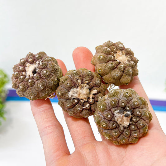 Mini Copiapoa Hypogea Lizard Skin Cactus (#M22) | Imported | In 2 Inch Planter