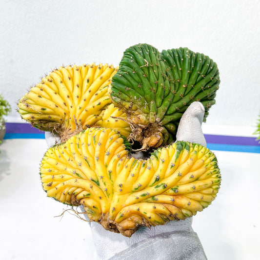 Myrtillocactus Geometrizans Cristata Yin Yang Variegata (#M44) | Very Rare Import