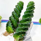 Cereus Forbesii Spiralis | Twisted Rare Succulent | Very Rare Import