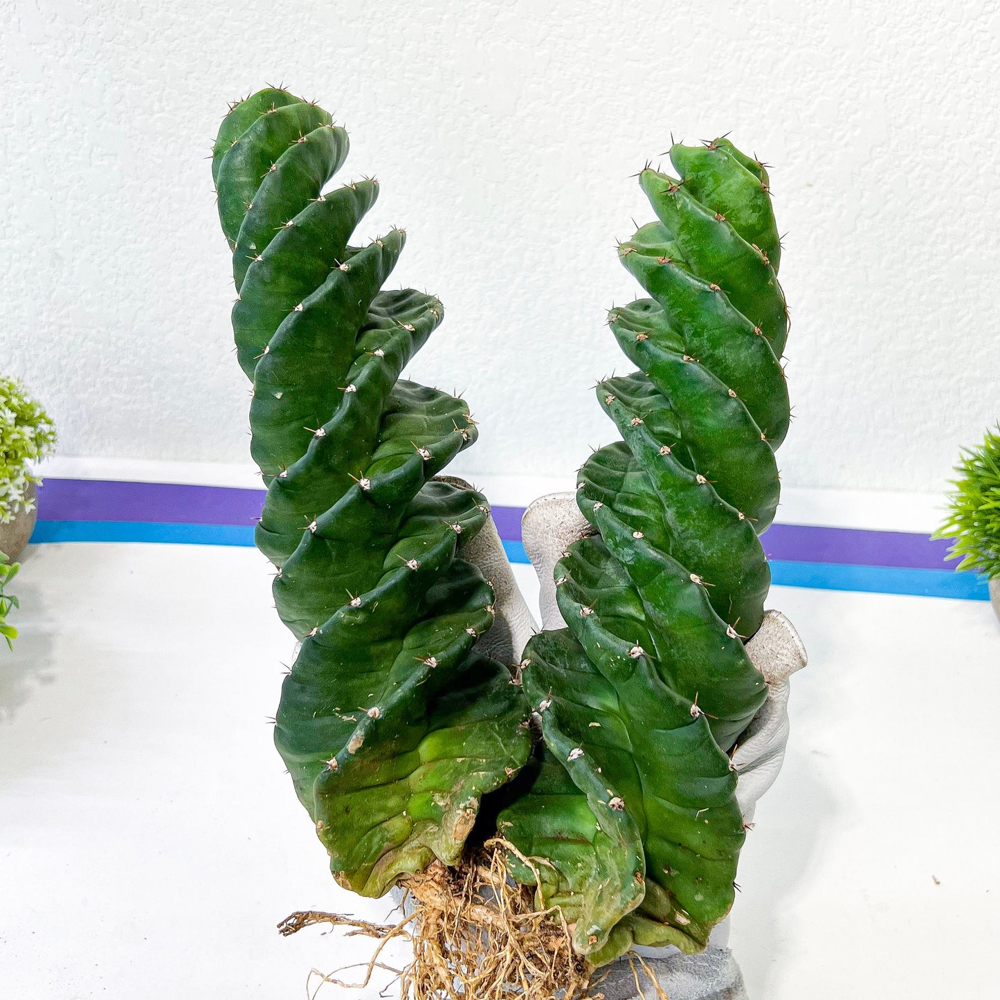Cereus Forbesii Spiralis | Twisted Rare Succulent | Very Rare Import