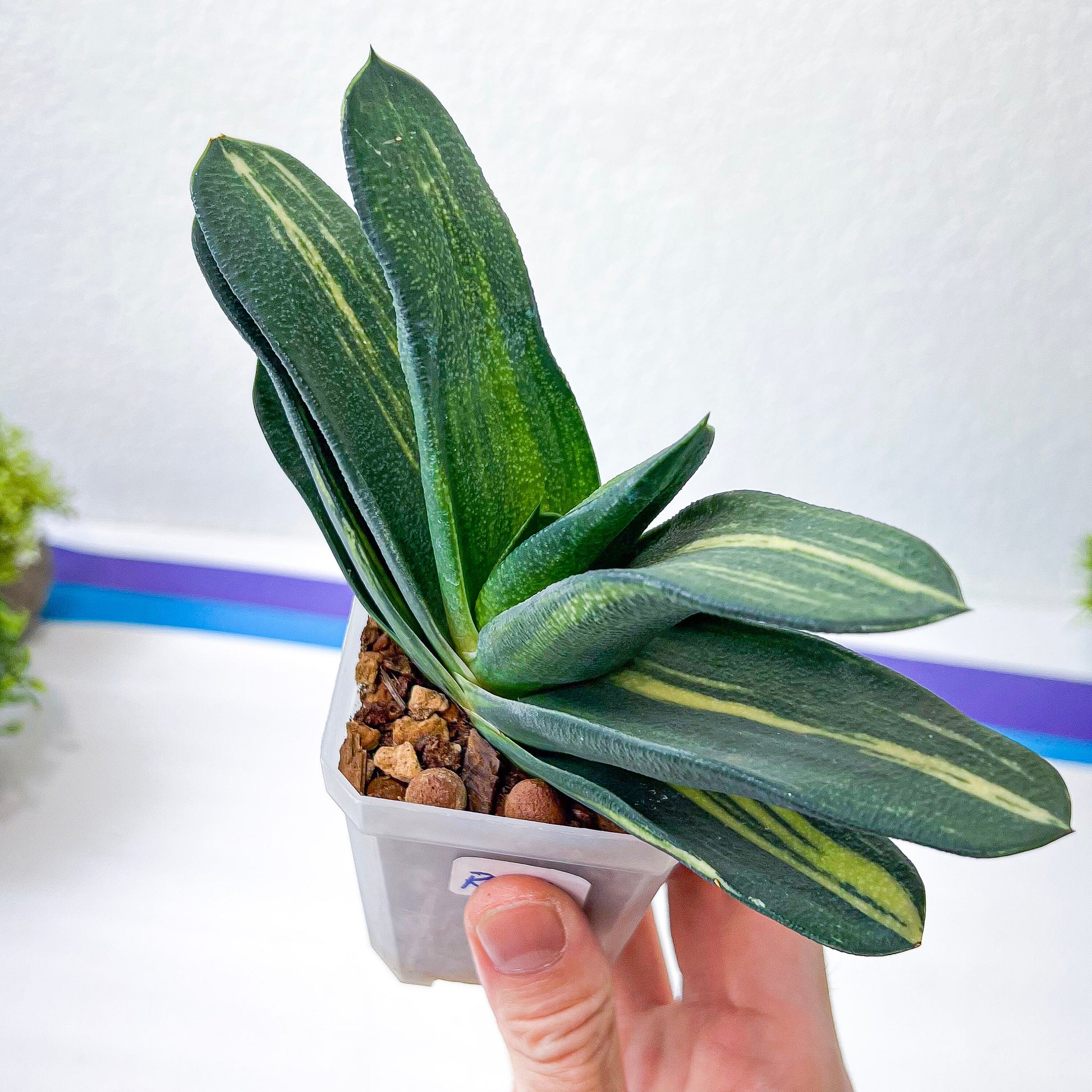 Gasteria Nitida Variegated (#A3) | South African Plants | Imported Plants