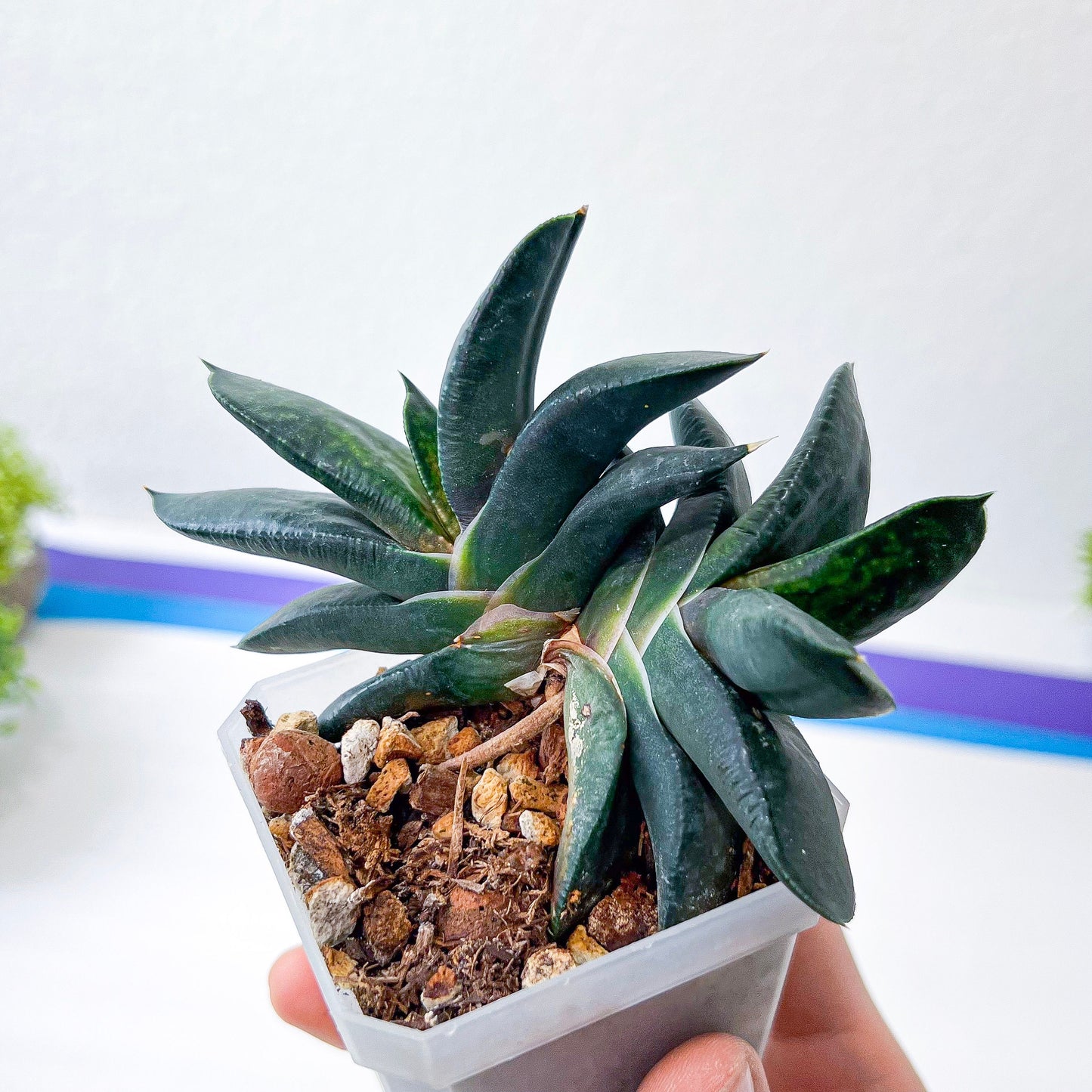 Gasteria Armstrongii | South African Plants | Imported Plants