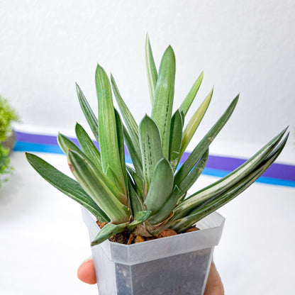 Rare Gasteria Hybrid (#F1) | South African Plants | Imported Plants