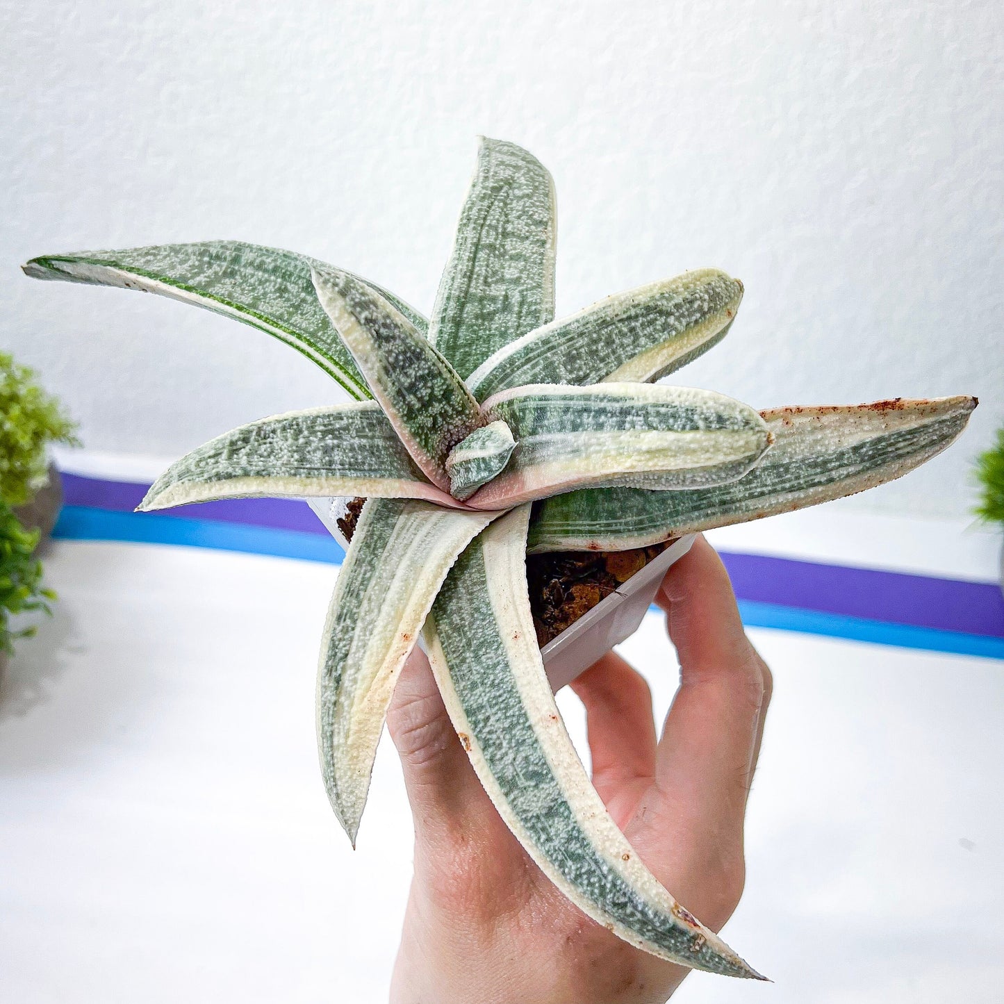 Gasteria Batesiana White Variegated | South African Plants | Imported Plants