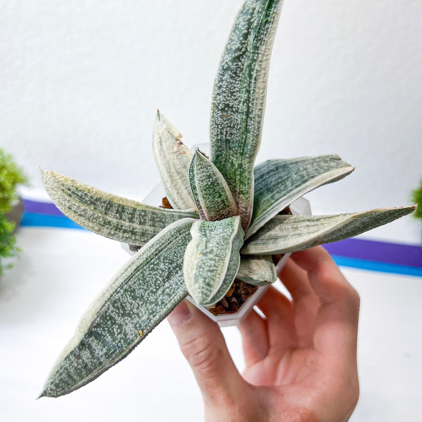 Gasteria Batesiana White Variegated | South African Plants | Imported Plants